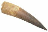Bargain, Spinosaurus Tooth - Restored Tip #214319-1